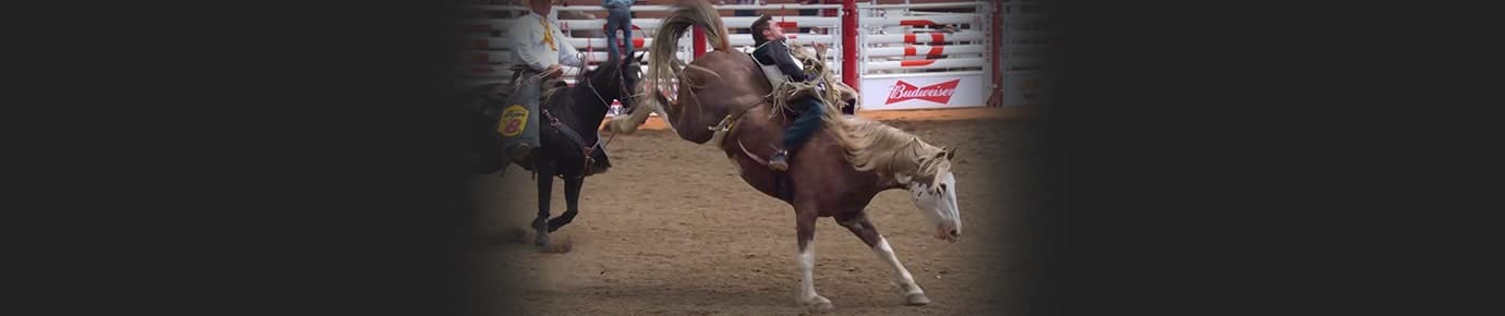 Calgary Stampede Rodeo Tickets